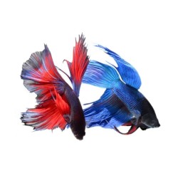 Петух сиамский вуалевый (Betta splendens)  Петух сиамский вуалевый (Betta splendens)