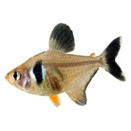 Ornatus negru (Hyphessobrycon megalopterus)