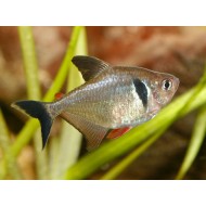 Ornatus negru (Hyphessobrycon megalopterus)