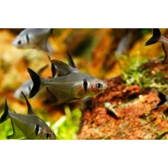 Черный орнатус (Hyphessobrycon megalopterus)