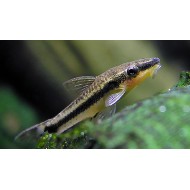 Отоцинклюс аффинис (Macrotocinclus affinis) 