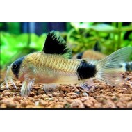 Коридорас панда (Corydoras panda) Коридорас панда (Corydoras panda)