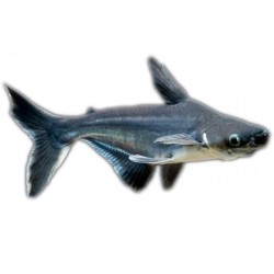 Пангасиус (Pangasius hypophthalmus) Пангасиус (Pangasius hypophthalmus)