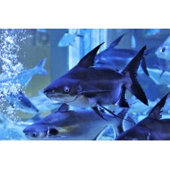 Пангасиус (Pangasius hypophthalmus)