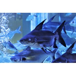 Пангасиус (Pangasius hypophthalmus)