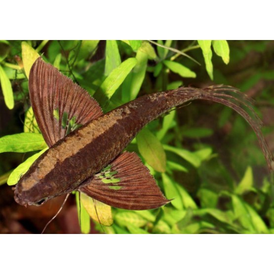 Пантодон Бухольца, рыба-бабочка (Pantodon buchholzi)