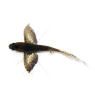 Пантодон Бухольца, рыба-бабочка (Pantodon buchholzi)