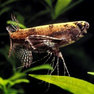 Пантодон Бухольца, рыба-бабочка (Pantodon buchholzi)