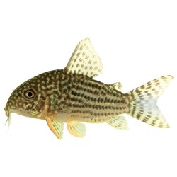 Коридорас Штерба (Corydoras sterbai)