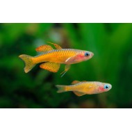 Псевдомугил Паскай или Красный неон (Pseudomugil sp, Red neon) Псевдомугил Паскай или Красный неон (Pseudomugil sp, Red neon)