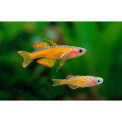 Псевдомугил Паскай или Красный неон (Pseudomugil sp, Red neon) Псевдомугил Паскай или Красный неон (Pseudomugil sp, Red neon)
