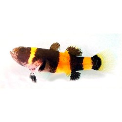 Бычок пчёлка пресноводный (Brachygobius doriae) Бычок пчёлка пресноводный (Brachygobius doriae)