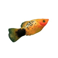Пецилия многоцветная ассорти (Xiphophorus maculatus) Пецилия многоцветная ассорти (Xiphophorus maculatus)