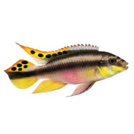Попугайчик африканский (Pelvicachromis pulcher) Попугайчик африканский (Pelvicachromis pulcher)
