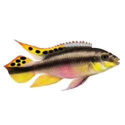 Попугайчик африканский (Pelvicachromis pulcher) Попугайчик африканский (Pelvicachromis pulcher)