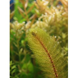 Перистолистник красностебельный (Myriophyllum heterophyllum) Перистолистник красностебельный (Myriophyllum heterophyllum)
