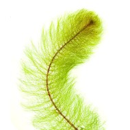 Перистолистник красностебельный (Myriophyllum heterophyllum) Перистолистник красностебельный (Myriophyllum heterophyllum)