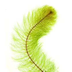 Перистолистник красностебельный (Myriophyllum heterophyllum) Перистолистник красностебельный (Myriophyllum heterophyllum)