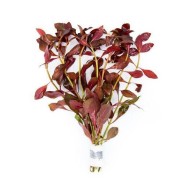 Людвигия перуанская (Ludwigia peruensis) Людвигия перуанская (Ludwigia peruensis)