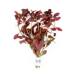 Людвигия перуанская (Ludwigia peruensis) Людвигия перуанская (Ludwigia peruensis)
