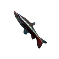 Пецилобрикон (Nannobrycon eques) 