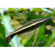 Пецилобрикон (Nannobrycon eques) 