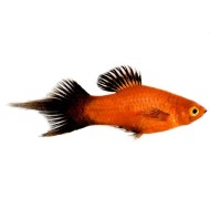 Пецилия Редиска (Pintail Platy, Plumetail Platy) Пецилия Редиска (Pintail Platy, Plumetail Platy)