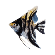 Скалярия мраморная обычная/ вуалевая (Pteregophylum Scallare) Скалярия мраморная обычная/ вуалевая (Pteregophylum Scallare)