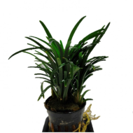 Офиопогон Японский карликовый (Ophiopogon japonicus Kyoto Dwarf)