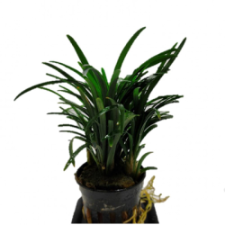 Офиопогон Японский карликовый (Ophiopogon japonicus Kyoto Dwarf) Офиопогон Японский карликовый (Ophiopogon japonicus Kyoto Dwarf)