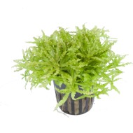 Погостемон Хелфера (Pogostemon Helferi)  Погостемон Хелфера (Pogostemon Helferi)