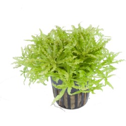 Погостемон Хелфера (Pogostemon Helferi)  Погостемон Хелфера (Pogostemon Helferi)