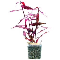 Полигонум Супер Ред (Polygonum sp. Red) Полигонум Супер Ред (Polygonum sp. Red)