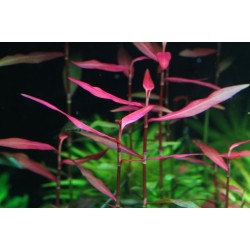 Полигонум Супер Ред (Polygonum sp. Red) Полигонум Супер Ред (Polygonum sp. Red)