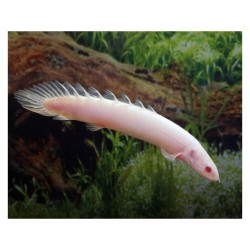 Полиптерус сенегальский альбинос (Polypterus senegalus) Полиптерус сенегальский альбинос (Polypterus senegalus)