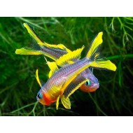 Pescuitul curcubeu sau Pseudomugil furcatus