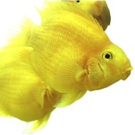 Pește-papagal galben (Hybrid cichlid) 