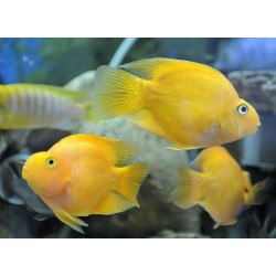 Трехгибридный попугай желтый (Hybrid cichlid)  Трехгибридный попугай желтый (Hybrid cichlid)