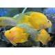 Pește-papagal galben (Hybrid cichlid) 
