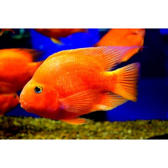 Pește-papagal roșu, roșu-alb (Hybrid cichlid) 