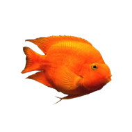 Трехгибридный попугай красный, красно-белый (Hybrid cichlid) 