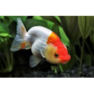 Ранчу (Ranchu Goldfish) Ранчу (Ranchu Goldfish)