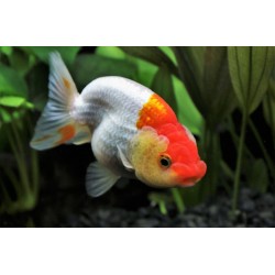 Ранчу (Ranchu Goldfish) Ранчу (Ranchu Goldfish)