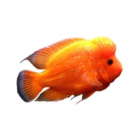 Цихлазома лабиатум (Amphilophus labiatus) Цихлазома лабиатум (Amphilophus labiatus)
