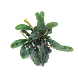 Буцефаландра Шайн Грин (bucephalandra sp. shine green)  Буцефаландра Шайн Грин (bucephalandra sp. shine green)