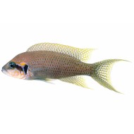 Принцесса Бурунди (Neolamprologus brichardi) Принцесса Бурунди (Neolamprologus brichardi)