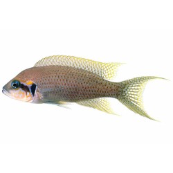 Принцесса Бурунди (Neolamprologus brichardi) Принцесса Бурунди (Neolamprologus brichardi)