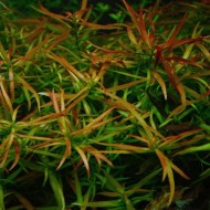 Людвигия дугообразная (Ludwigia arcuata)  Людвигия дугообразная (Ludwigia arcuata)