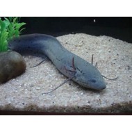  Protopter negru (Protopterus dolloi)