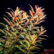 Прозерпинака болотная палюстрис (Proserpinaca palustris) Прозерпинака болотная палюстрис (Proserpinaca palustris)